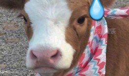 娱乐吃瓜酱忠犬